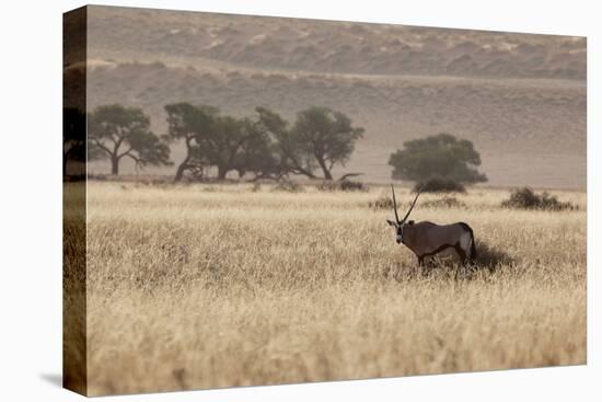 An Orix Grazing in the Namib-Naukluft National Park at Sunset-Alex Saberi-Premier Image Canvas