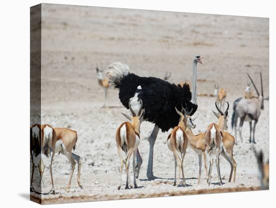 An Ostrich and Group of Springbok at a Watering Hole in Etosha National Park, Namibia-Alex Saberi-Premier Image Canvas