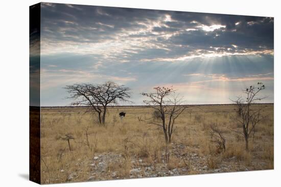 An Ostrich at Sunrise in Etosha National Park-Alex Saberi-Premier Image Canvas