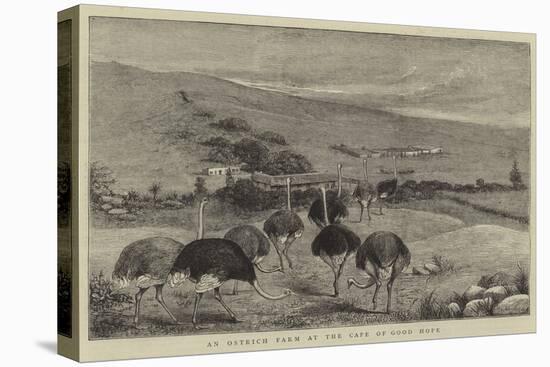 An Ostrich Farm at the Cape of Good Hope-null-Premier Image Canvas