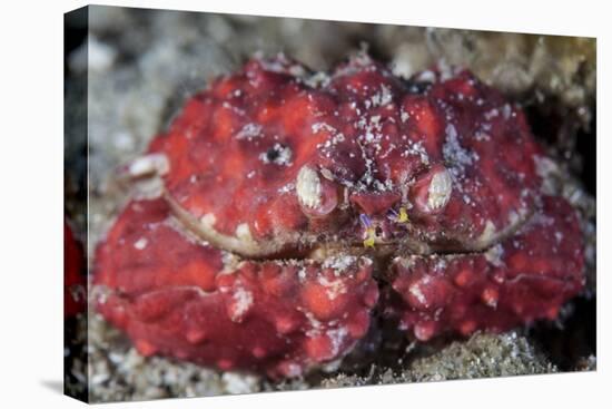 An Unidentified Crab Sits on the Seafloor-Stocktrek Images-Premier Image Canvas