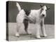 An Unidentified Dog-Thomas Fall-Premier Image Canvas