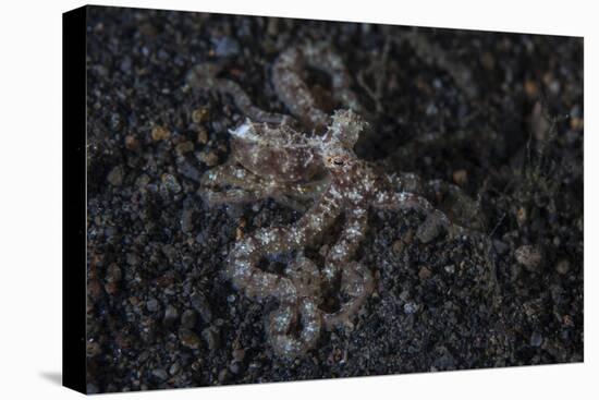 An Unidentified Octopus on a Black Sand Seafloor-Stocktrek Images-Premier Image Canvas