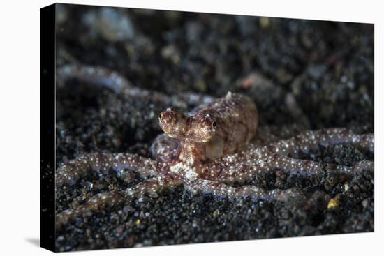 An Unidentified Octopus on a Black Sand Seafloor-Stocktrek Images-Premier Image Canvas