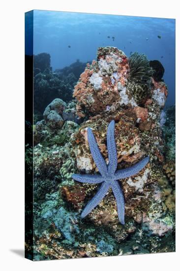 An Unusual Sea Star Clings to a Diverse Reef Near the Island of Bangka-Stocktrek Images-Premier Image Canvas