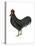 Anacona (Gallus Gallus Domesticus), Rooster, Poultry, Birds-Encyclopaedia Britannica-Stretched Canvas