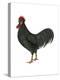 Anacona (Gallus Gallus Domesticus), Rooster, Poultry, Birds-Encyclopaedia Britannica-Stretched Canvas