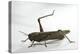 Anacridium Aegyptium (Egyptian Locust)-Paul Starosta-Premier Image Canvas
