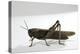 Anacridium Aegyptium (Egyptian Locust)-Paul Starosta-Premier Image Canvas