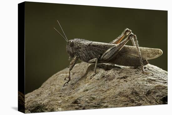 Anacridium Aegyptium (Egyptian Locust)-Paul Starosta-Premier Image Canvas