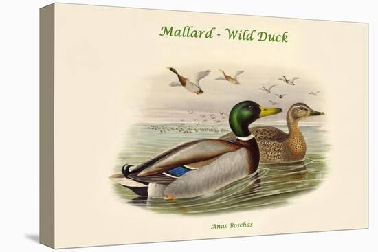 Anas Boschas - Mallard - Wild Duck-John Gould-Stretched Canvas
