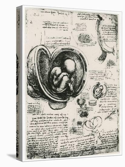 Anatomical Sketch of a Human Foetus in the Womb, C1510-Leonardo da Vinci-Premier Image Canvas