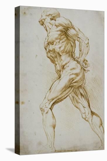 Anatomical Study: a Nude Striding to the Right His Hands Behind His Back-Peter Paul Rubens-Premier Image Canvas