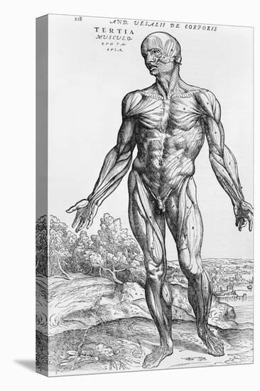 Anatomical Study, Illustration from "De Humani Corporis Fabrica", 1543-Andreas Vesalius-Premier Image Canvas