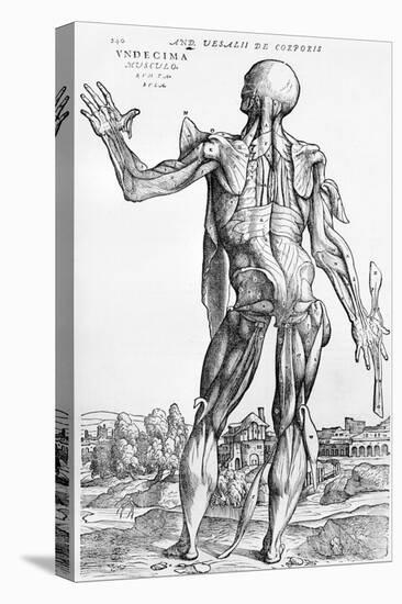 Anatomical Study, Illustration from "De Humani Corporis Fabrica", 1543-Andreas Vesalius-Premier Image Canvas