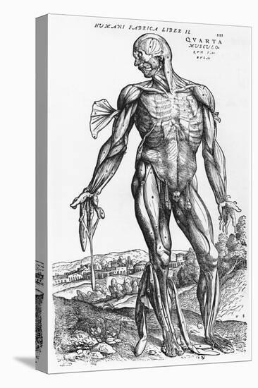 Anatomical Study, Illustration from "De Humani Corporis Fabrica", 1543-Andreas Vesalius-Premier Image Canvas