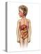 Anatomy of a Child's Full Digestive System-null-Stretched Canvas