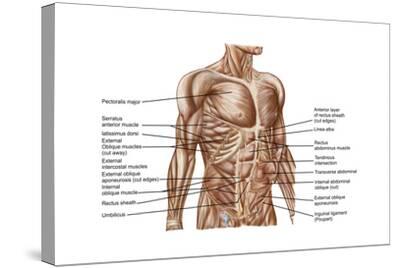 Abdominal Anatomy Back / Abdominal Organs Anatomy 622 Coursebook