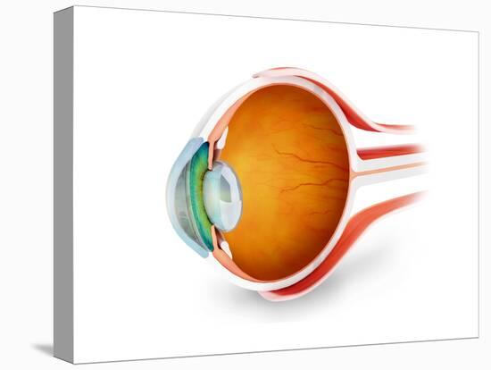 Anatomy of Human Eye, Perspective-null-Stretched Canvas
