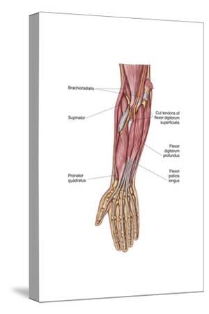 'Anatomy of Human Forearm Muscles, Deep Anterior View' Art Print | Art.com