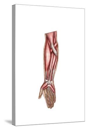 'Anatomy of Human Forearm Muscles, Superficial Anterior View' Art Print