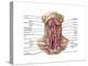 Anatomy of Human Hyoid Bone and Muscles, Anterior View-null-Stretched Canvas