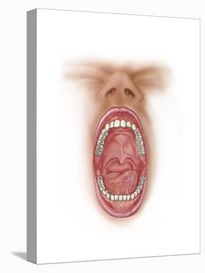 Anatomy of Human Mouth Cavity-null-Stretched Canvas