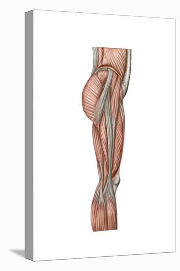 Anatomy of Human Thigh Muscles, Anterior View-null-Stretched Canvas