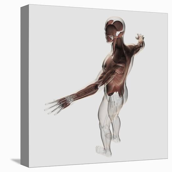Anatomy of Male Muscles in Upper Body, Posterior View-null-Stretched Canvas