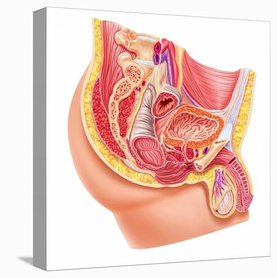 Anatomy of Male Reproductive Syste-null-Stretched Canvas