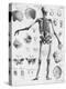 Anatomy:The Human Skeleton Frame-Bettmann-Premier Image Canvas