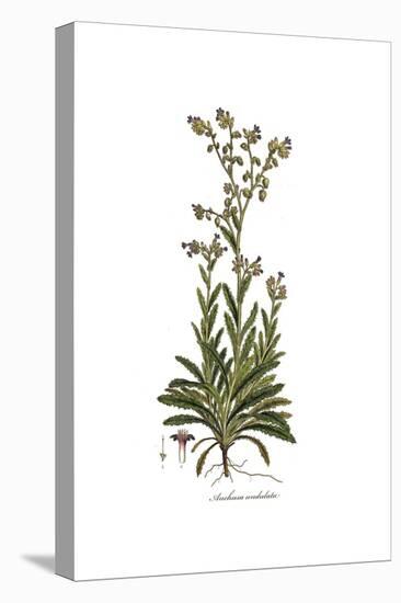 Anchusa undulata, Flora Graeca-Ferdinand Bauer-Premier Image Canvas