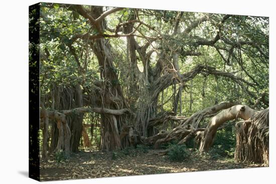 Ancient Banyan Tree 2nd Oldest Tree in India-null-Premier Image Canvas