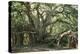 Ancient Banyan Tree 2nd Oldest Tree in India-null-Premier Image Canvas