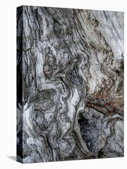 Ancient Bark-Doug Chinnery-Premier Image Canvas