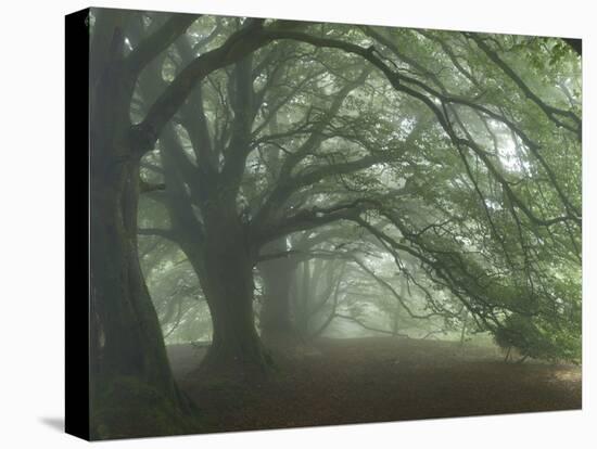 Ancient Beech Woodland-Adrian Bicker-Premier Image Canvas