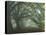 Ancient Beech Woodland-Adrian Bicker-Premier Image Canvas