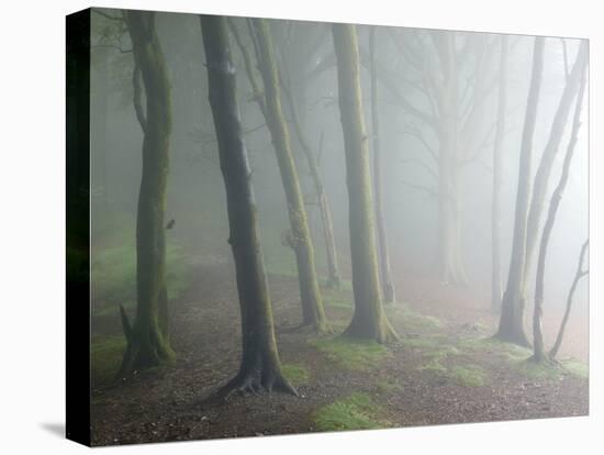 Ancient Beech Woodland-Adrian Bicker-Premier Image Canvas