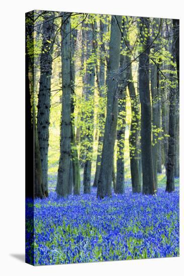 Ancient Bluebell Woodland in Spring-Alex Robinson-Premier Image Canvas