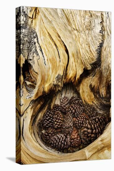 Ancient Bristlecone pine cones caught in cavity in trunk of tree, White Mountains, California. Grea-Adam Jones-Premier Image Canvas