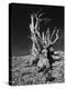 Ancient Bristlecone Pine Tree on Rocky Slope of White Mountains, Inyo Nat'l Forest, California, USA-Jerry Ginsberg-Premier Image Canvas