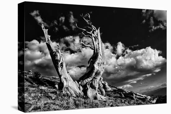 Ancient bristlecone pine trees, White Mountains, California. Minus longaeva, Great Basin National P-Adam Jones-Premier Image Canvas