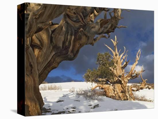 Ancient Bristlecone Pine Trees, White Mountains, California, USA-Dennis Flaherty-Premier Image Canvas