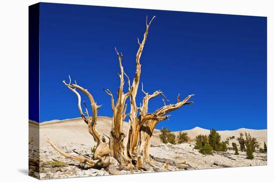 Ancient Bristlecone Pines in the Patriarch Grove, White Mountains, California, USA-Russ Bishop-Premier Image Canvas