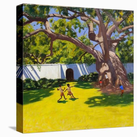 Ancient Campor Tree, Vergelegen Estate, South Africa-Andrew Macara-Premier Image Canvas