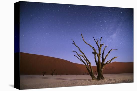 Ancient Dead Camelthorn Trees (Vachellia Erioloba) at Night with Red Dunes Behind-Wim van den Heever-Premier Image Canvas