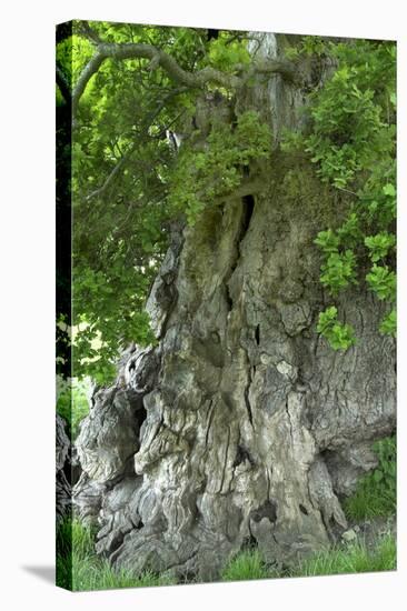 Ancient English Oak (Quercus Rober) Tree-Colin Varndell-Premier Image Canvas