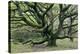 Ancient Oak Tree (Quercus Sp.)-Adrian Bicker-Premier Image Canvas