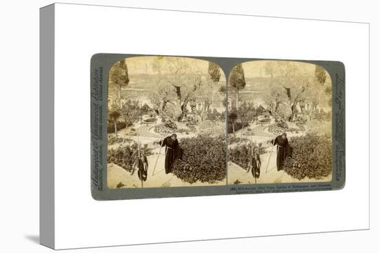 Ancient Olive Trees in the Garden of Gethsemane, Near Jerusalem, Palestine, 1905-Underwood & Underwood-Premier Image Canvas