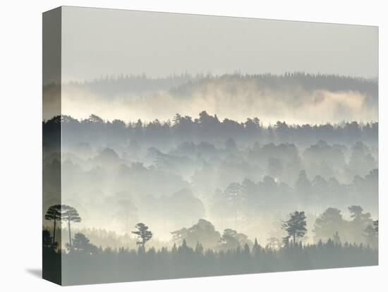 Ancient Pine Forest Emerging from Dawn Mist, Strathspey, Scotland, UK-Pete Cairns-Premier Image Canvas